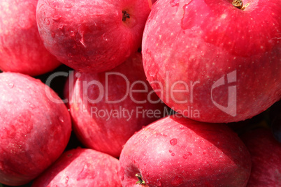 ripe red apples