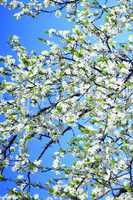 Blooming of tree and blue sky in the spring