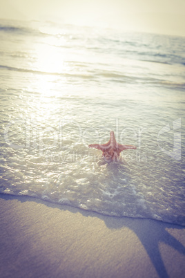 Starfish on the sand