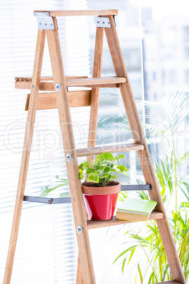 Green plant on wooden ladder