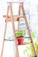 Green plant on wooden ladder