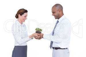 Business colleagues holding plant together