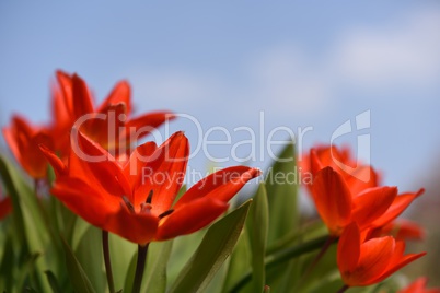 Strahlende Tulpen
