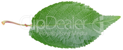 cherry leaf