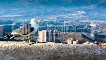 Real Seagull standing