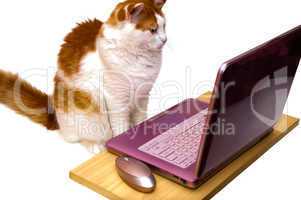 Cat news online