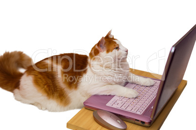 Cat online