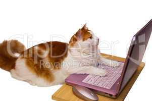 Cat online