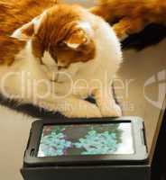 Cat with tablet