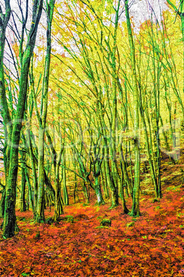 Autumn in a beech forest
