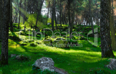 First rays of light in the dark forest