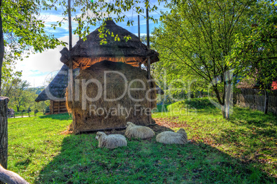 Three sheep near the hayloft