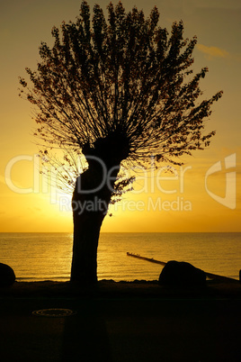 Silhouette of a tree at the dawn