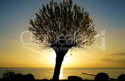 Silhouette of a tree at sunrise