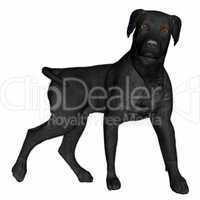 Black labrador dog standing - 3D render
