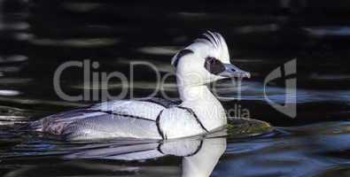 Smew duck, mergellus albellus