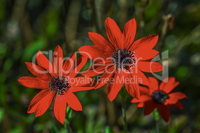 Anemone pavonina flowers