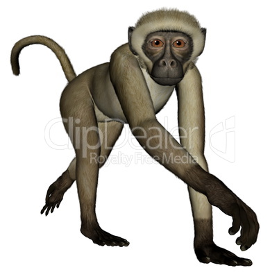 Monkey walking - 3D render
