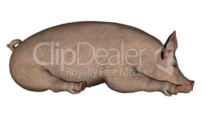 Pig sleeping - 3D render