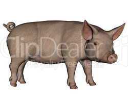 Pig standing - 3D render