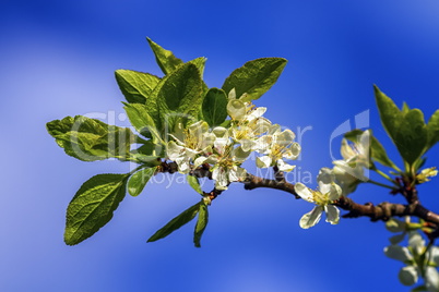 Prunus domestica Czar flowers