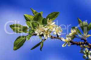 Prunus domestica Czar flowers