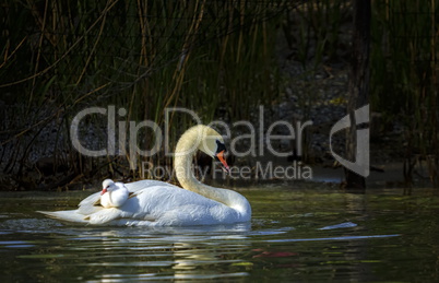 Mute swan, cygnus olor, mother and baby