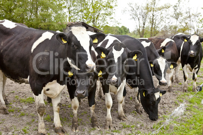 flock of cows at the fence