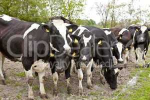 flock of cows at the fence