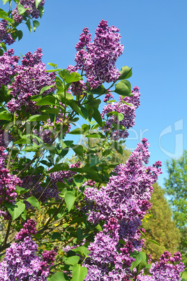 Beautiful lilac blooming.