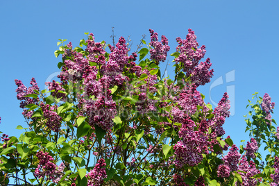 Violet lilac against blue sky.