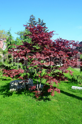 Small red oak tree.