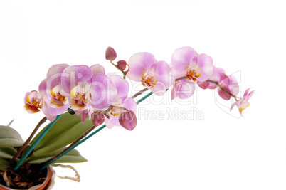 Beautiful pink orchid's.