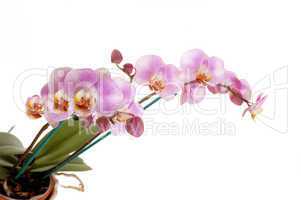 Beautiful pink orchid's.