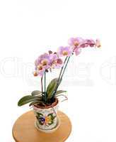 Orchid for white background.
