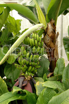 Banana plant in greenhouse.