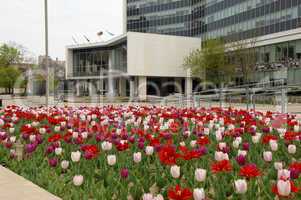 City hall of Hamilton with tulips.