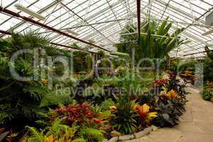 Exotic plants in greenhouse.