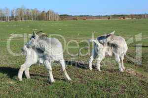 goats scratching themself simultaneously on the pasture