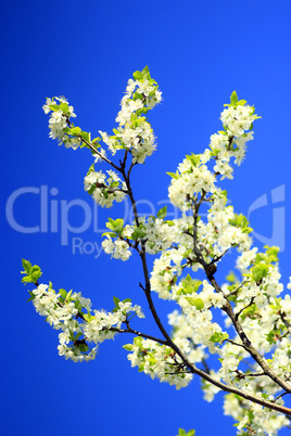 spring blossoming of tree of plum and blue sky