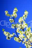 spring blossoming of tree of plum and blue sky