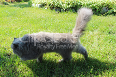 Persian cat going for a walk on the green grass