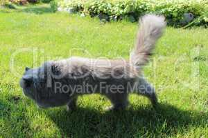 Persian cat going for a walk on the green grass