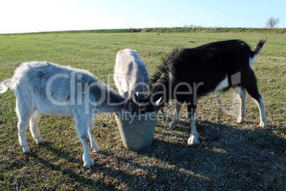 three goats drinking water from thr bucket