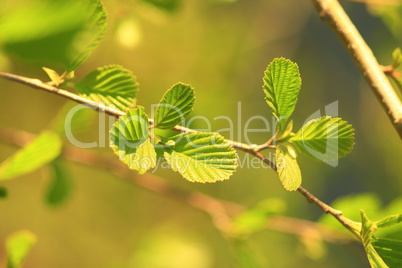 leaves of alder in the spring