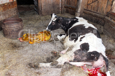 cow licking clean its just newborn calf