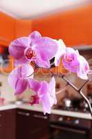 pink orchids in luxurious kitchen