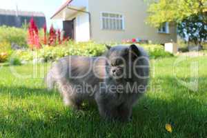 Persian cat going for a walk on the green grass