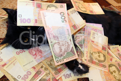 black cat lying and covered with Ukrainian money