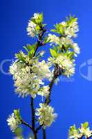 spring blossoming of tree of plum and blue sky